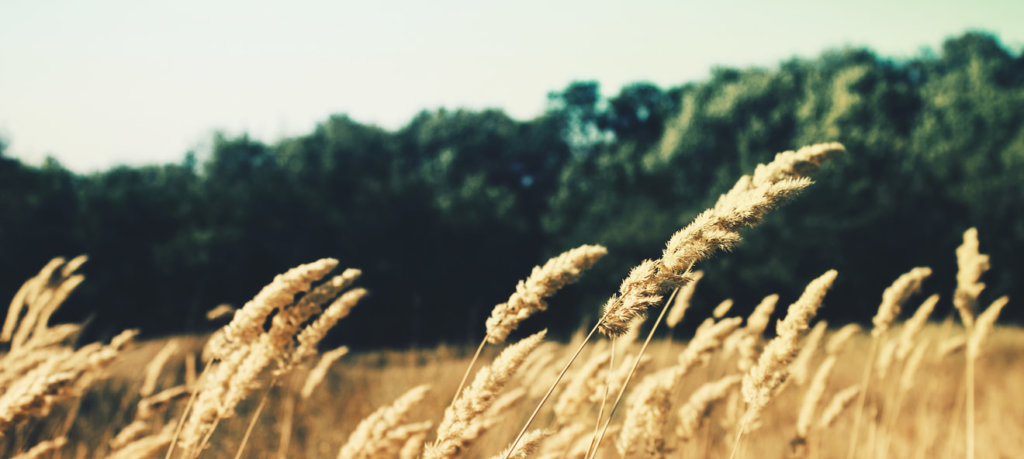 Lorem ipsum dolor sit amet, consectetur adipisicing elit, sed do eiusmod tempor incididunt ut labore et dolore magna aliqua. Enim ad minim veniam, quis ut aliquip ex ea commodo consequat. Lorem ipsum dolor sit amet, consectetur adipisicing elit, sed do eiusmod tempor incididunt ut labore et dolore magna aliqua. Enim ad minim veniam, quis ut aliquip ex ea commodo consequat.